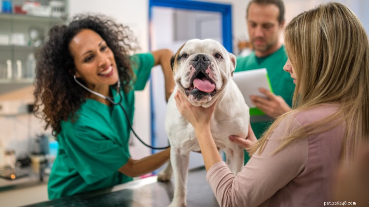Förbereda din hund för anestesi:Allt ägare bör veta