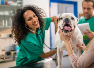 Uw hond voorbereiden op anesthesie:alles wat eigenaren moeten weten