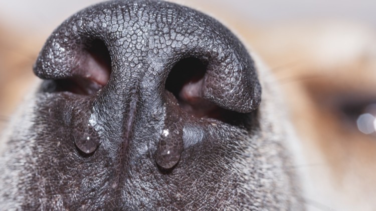 Бывают ли собаки простудными заболеваниями? Вот все, что вам нужно знать
