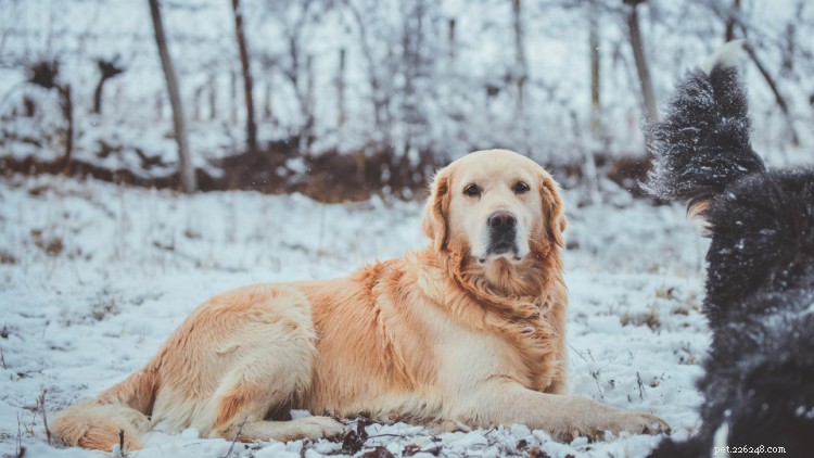 Hur man håller hundar varma, friska och glada under vintern