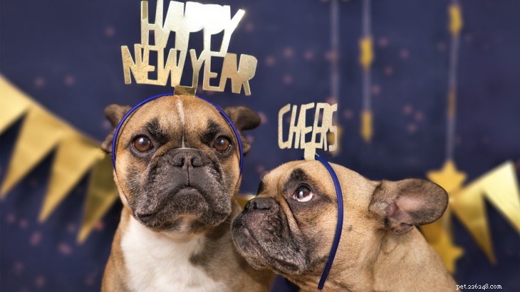 犬と飼い主のための 10 の新年の抱負