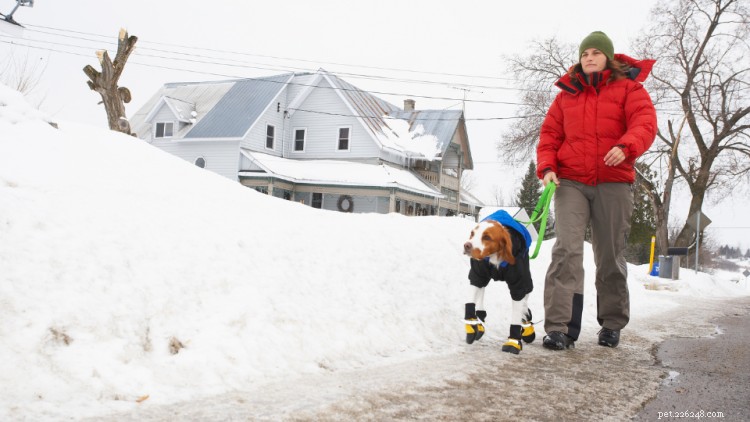 Hur man håller hundar varma, friska och glada under vintern
