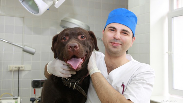 Lipomy u psů:Jsou mastné nádory nebezpečné?