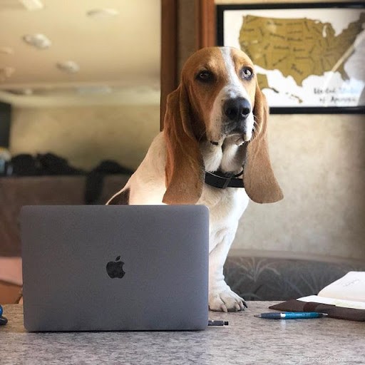 10 cães hilariantes que trabalham duro no trabalho (fotos)