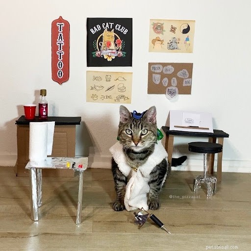 13 roliga foton av katter som jobbar hårt för sina människor