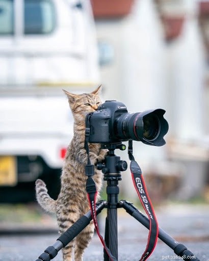 13 fotos engraçadas de gatos trabalhando duro para seus humanos