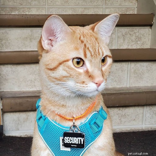 13 fotos engraçadas de gatos trabalhando duro para seus humanos