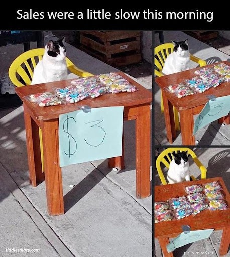 13 photos amusantes de chats travaillant dur pour leurs humains