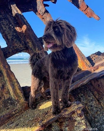 O que o signo do zodíaco do seu cão diz sobre sua personalidade?