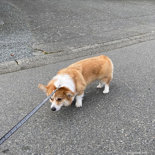 あなたの犬の星座は、犬の性格について何と言っていますか?