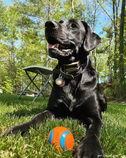 あなたの犬の星座は、犬の性格について何と言っていますか?