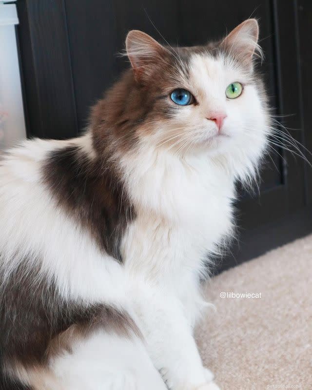 月曜日を乗り切るのに役立つかわいい猫の写真 10 枚