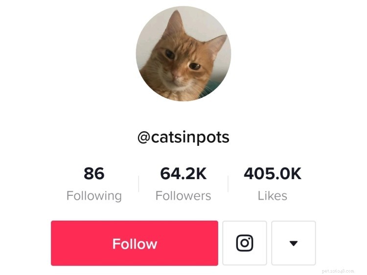 7 веселых аккаунтов с котиками в TikTok, которые заставят вас смеяться