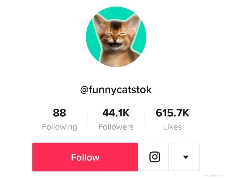당신을 웃게 만드는 7개의 재미있는 고양이 TikTok 계정