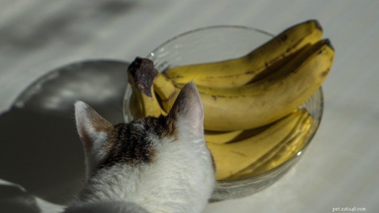 Kan katter äta bananer? Här är allt du behöver veta
