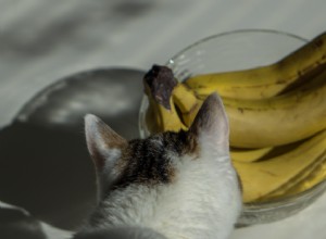 Могут ли кошки есть бананы? Вот все, что вам нужно знать