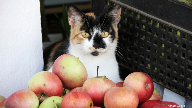 Kan katter äta äpplen? Här är allt du behöver veta