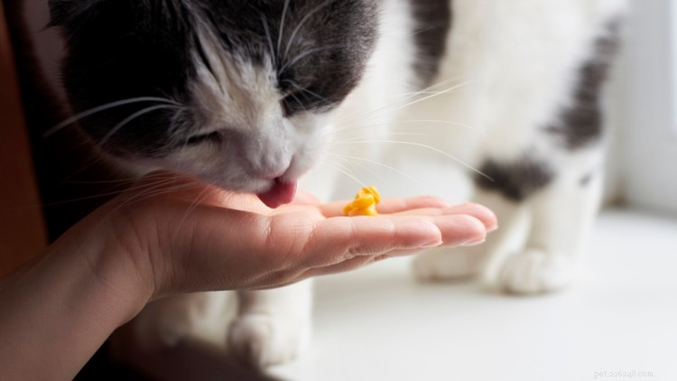 Kan katter äta majs? Här är allt du behöver veta