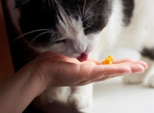 猫はトウモロコシを食べられますか?知っておくべきことはすべてここにあります