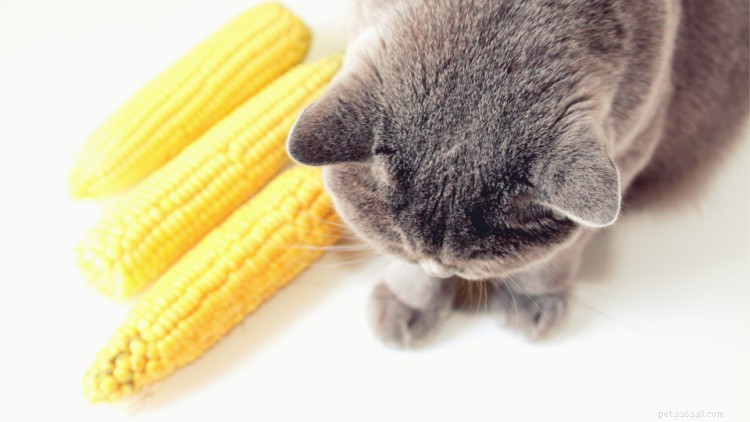 Les chats peuvent-ils manger du maïs ? Voici tout ce que vous devez savoir