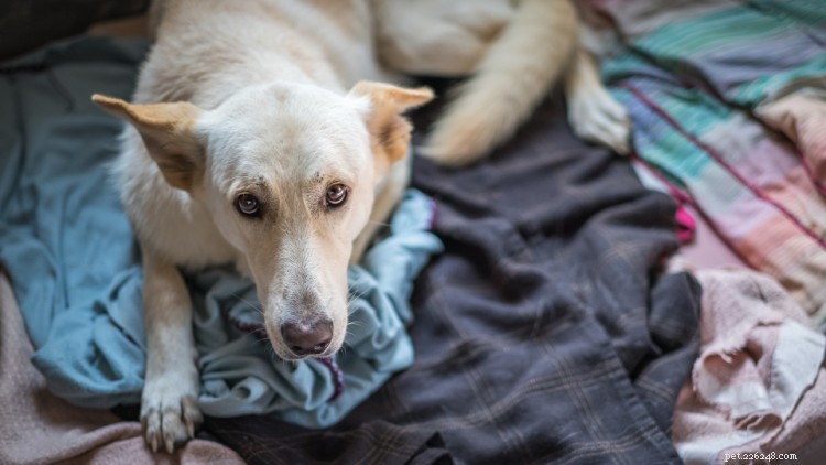 Elenco di controllo del kit di emergenza per animali domestici e preparazione alle catastrofi