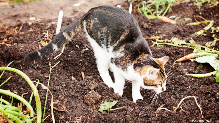 Můžou kočky jíst mrkev? Zde je vše, co potřebujete vědět