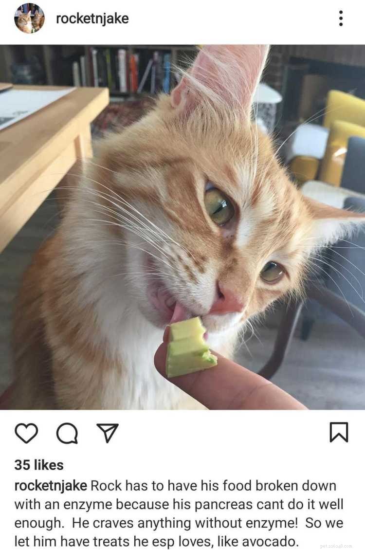 Kan katter äta avokado? Här är allt du behöver veta