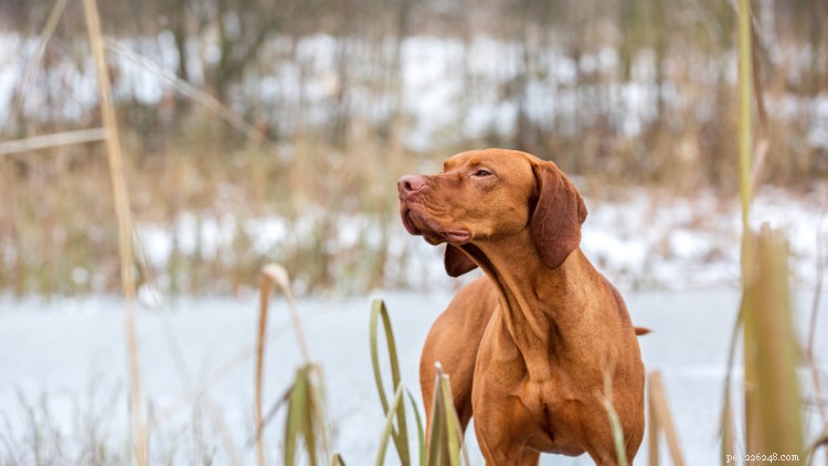 Blastomycose bij honden:symptomen, behandeling en preventie