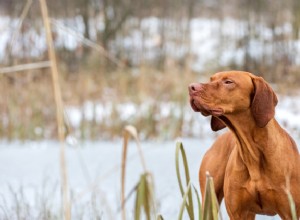 Blastomykóza u psů:příznaky, léčba a prevence