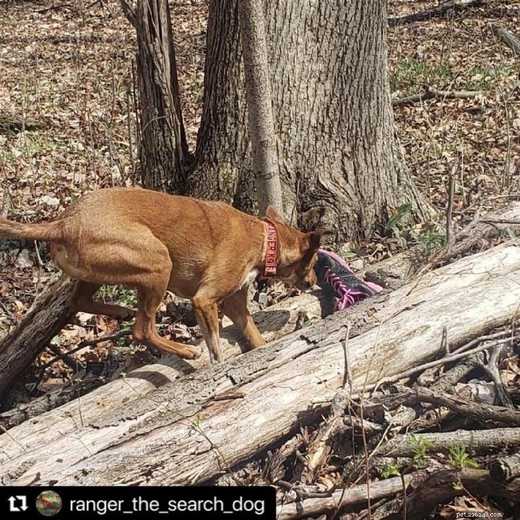 10 fotos inspiradoras de cães heróicos capturados em flagrante