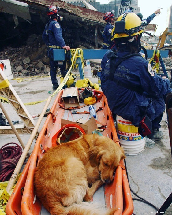 10 вдохновляющих фотографий героических собак, пойманных на месте преступления
