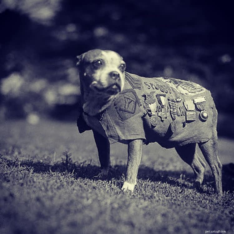 10 photos inspirantes de chiens héroïques pris sur le fait
