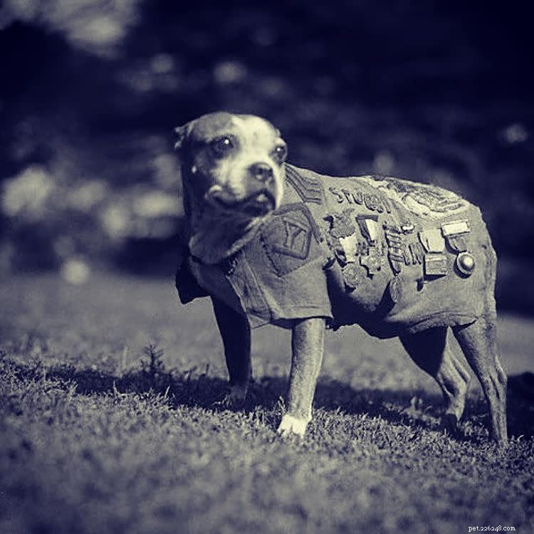 10 foto ispiratrici di cani eroici colti in flagrante