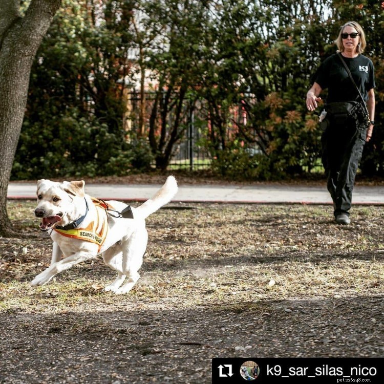 10 inspirerende foto s van heldhaftige honden op heterdaad betrapt