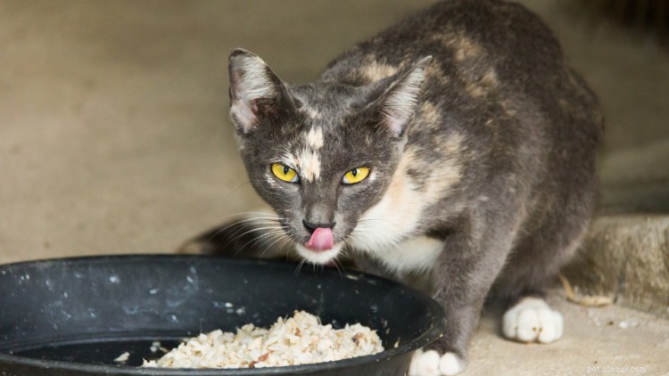 Gatos podem comer arroz? Aqui está tudo o que você precisa saber
