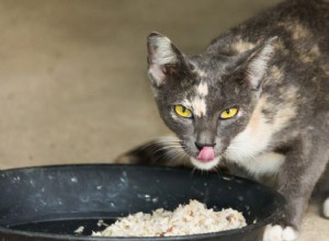 Mohou kočky jíst rýži? Zde je vše, co potřebujete vědět