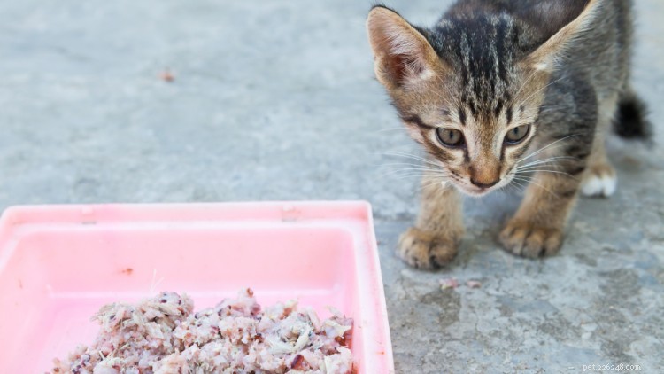 Kan katter äta ris? Här är allt du behöver veta