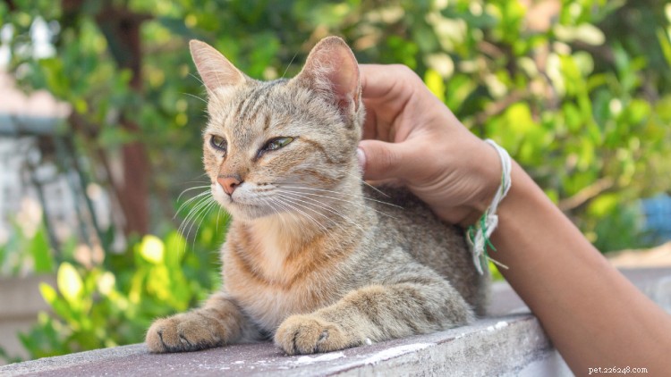 Veelvoorkomende gezondheidsproblemen bij katten per ras, leeftijd en omgeving