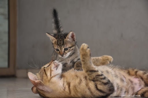 10 photos réconfortantes de mamans chats et de leurs chatons