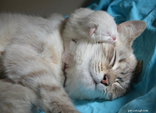 10 photos réconfortantes de mamans chats et de leurs chatons