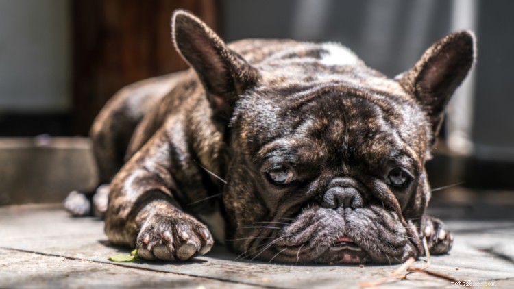 Diarré hos hundar:orsaker, behandlingar, förebyggande