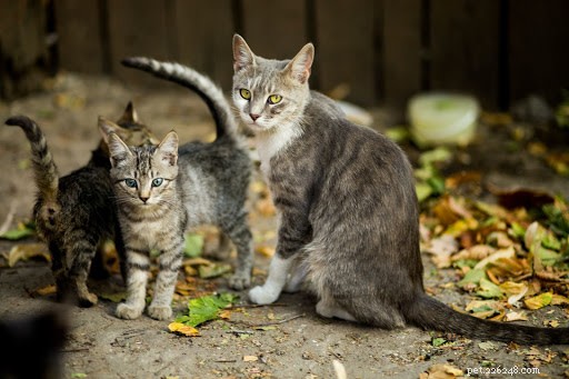 10 трогательных фотографий мам-кошек и их котят