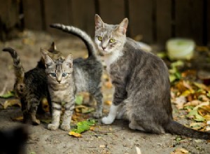 10 hartverwarmende foto s van mamakatten en hun kittens