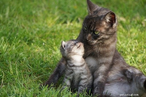 10 foto commoventi di mamma gatta e dei loro gattini