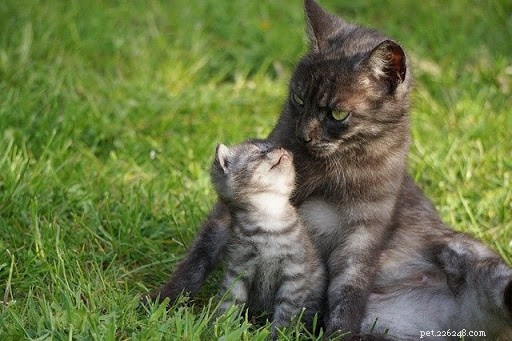 10 photos réconfortantes de mamans chats et de leurs chatons