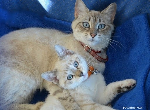 10 photos réconfortantes de mamans chats et de leurs chatons