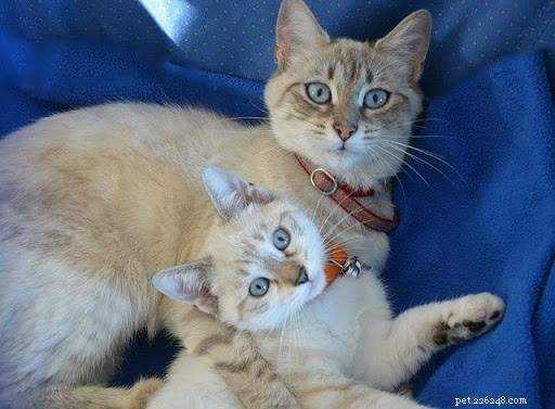 母猫と子猫の心温まる 10 枚の写真