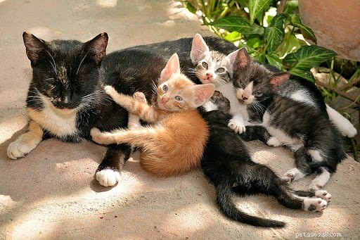 10 potěšujících fotografií koček Mamma a jejich koťat