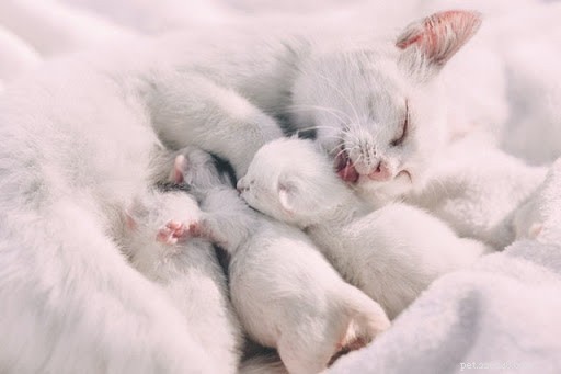 10 photos réconfortantes de mamans chats et de leurs chatons