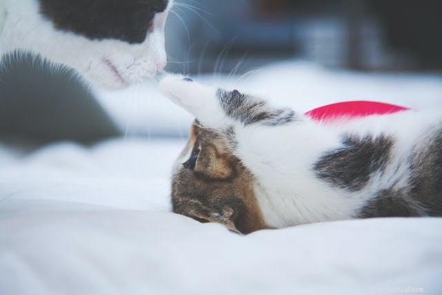 母猫と子猫の心温まる 10 枚の写真